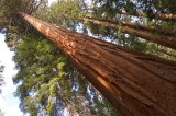 Redwood