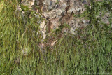 Cypress-leaved plaitmoss <BR>(Hypnum cupressiforme)