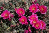 Cactus Flowers