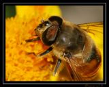 Macro - Bee.jpg