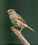 House Sparrow - DSC_2364.jpg