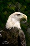 October 10, 2006  -  Bald Eagle
