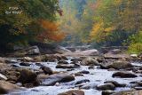 Misty Morning on the Williams River