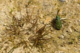 Six Spotted Green Tiger Beetle Cicindela-sexguttata ?