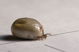 Tick