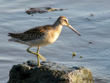 Short-billed Dowitcher 1a.jpg