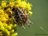 Araneus diadematus - Garden Spider 2a.jpg