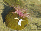 Sea anemone A2.JPG
