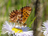 Boloria freija - Freija Fritillary 1a.jpg