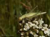 Oecanthus sp. - Tree Cricket male1.JPG