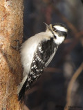 Downy Woodpecker female 9a.jpg