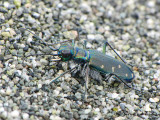 Cicindela oregona - Western Tiger beetle 3a.jpg