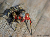 Habronattus americanus - Jumping Spider male 1a.jpg