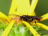 Agathidinae - Braconid Wasp A1a.jpg