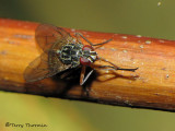 Muscidae - Muscid Fly B2a.jpg