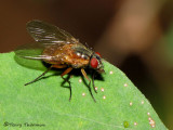 Muscidae - Muscid Fly C1a.jpg