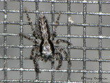 Platycryptus californicus - Jumping Spider 1a.jpg
