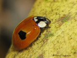 Adalia bipunctata - Two-spotted Ladybug 8a.jpg