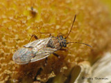 Nysius sp. - False Cinch Bug 1a.jpg