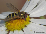 Syrphus sp. - Flower Fly D1a.jpg