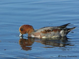 Eurasian Wigeon molting into breeding plumage 3a.jpg