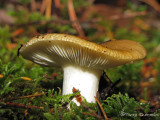 Fungus Wb.jpg