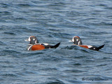 Harlequin Ducks 7b.jpg