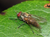 Muscidae - Muscid Fly D1a.jpg