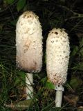 Coprinus comatus - Shaggy Mane 2.jpg