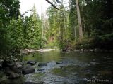 Little Qualicum River 3.jpg