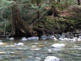 Little Qualicum River shoreline.jpg