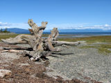 Rathtrevor Beach P.P. 1.jpg