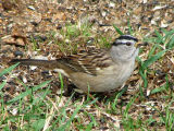 White-crowned Sparrow 1a.jpg
