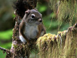 Red Squirrel A1.jpg