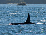 Orca 4.jpg