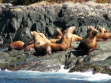 Stellers Sea Lions 4.jpg