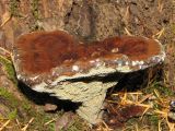 Fistulina hepatica - Beefsteak Fungus 6.jpg