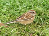 American Tree Sparrow 1.jpg