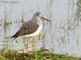 Greater Yellowlegs 1.jpg