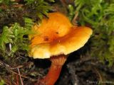 Hygrophoropsis aurantiaca - False Chanterelle 1.jpg