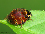 Anatis mali - American Eyespot Ladybug 1a.jpg