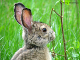 Varying Hare 8a.jpg