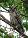 Great Horned Owl 13b.jpg