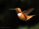 Rufous Hummingbird in flight 1a.jpg