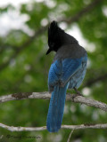 Stellers Jay 10a.jpg