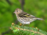 Pine Siskin 9a.jpg