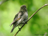 Pine Siskin 10a.jpg