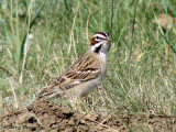 Lark Sparrow 7a.jpg