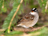 White-crowned Sparrow 18a.jpg