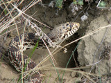 Bull Snake 1a.jpg